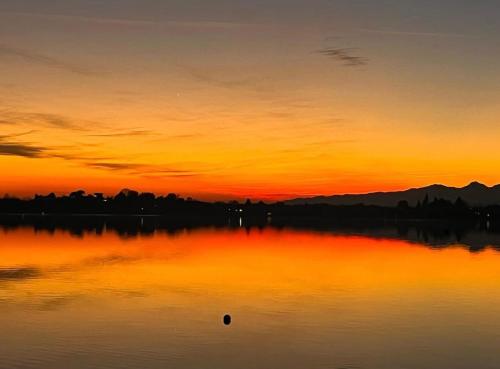 Il gufo e il gatto del lago