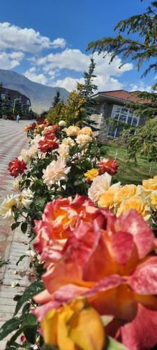 Уютный коттедж на берегу Иссык-Куля, Киргизия, Chok-Tal (fotografie 8)