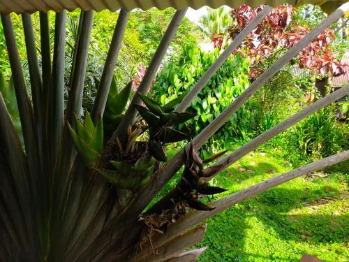 View, Carbet Bawouette in Saint-Laurent-du-Maroni