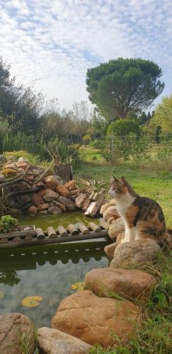 Roulotte en bois Sud France