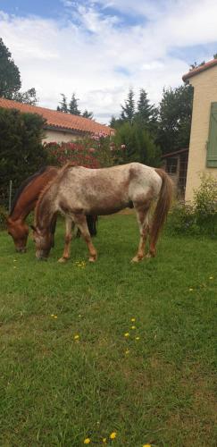 Roulotte en bois Sud France