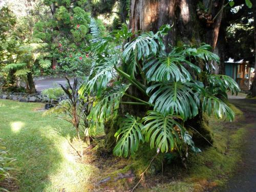 Volcano Country Cottages Ages 18 Years And Above In Hi