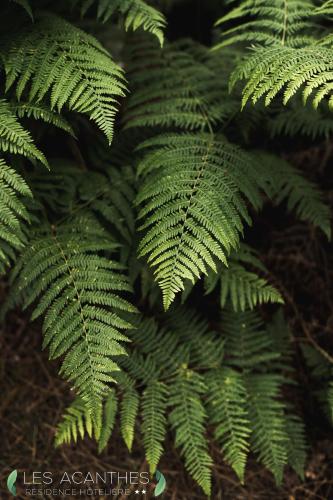 Résidence Hôtelière les Acanthes - image 4
