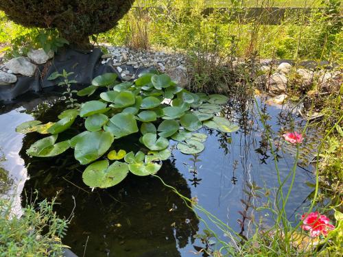 Zum Attersee - image 2