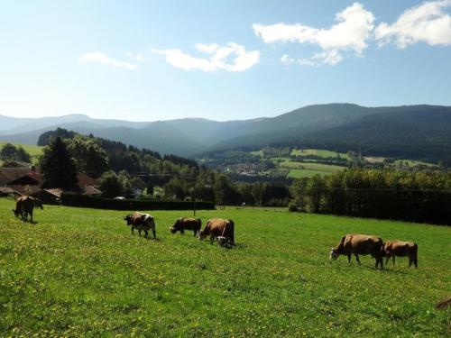 Urlaub auf dem Haberlhof