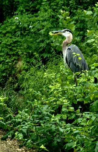 Downingtown Manor - 1900s Farmhouse with Creek Views Downingtown Manor - 1900s Farmhouse with Creek Views