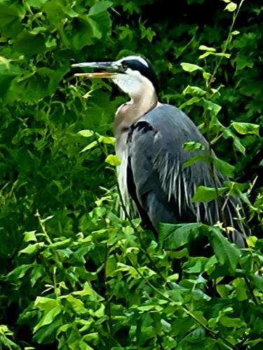 Downingtown Manor - 1900s Farmhouse with Creek Views Downingtown Manor - 1900s Farmhouse with Creek Views