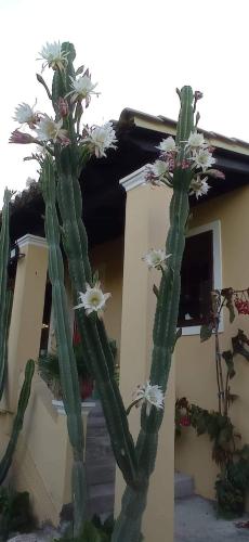  Roula House in Nýmfai