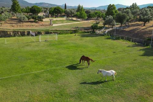 House in 10 acres of grass with horses gîte à louer Palence