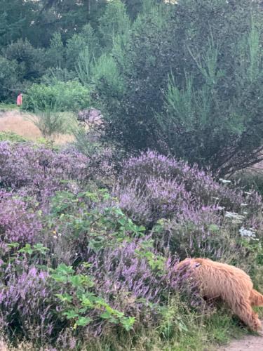 Het Egeltje Het Egeltje