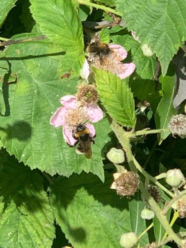 Het Egeltje Het Egeltje