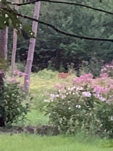 Het Egeltje Het Egeltje