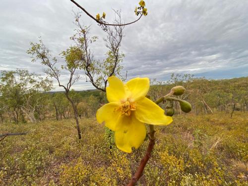 Alrededores, Gorge View Bush Retreat : Katherine NT in Katherine
