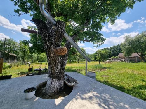 Garden, Casa primitoare in inima naturii si padurii in Minastirea Neamt