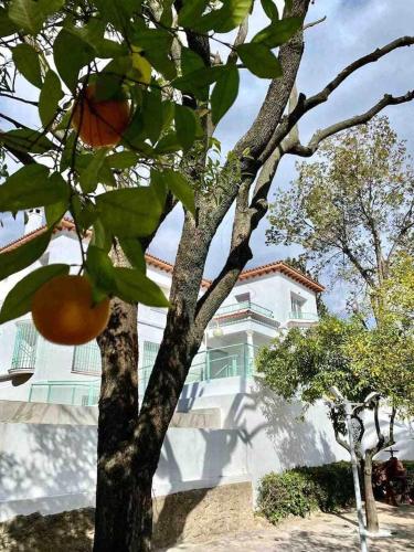 Los Almendros - Free Parking, Córdoba (fotografie 10)