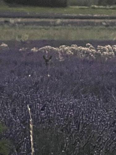 Gîte des prés de la Drome gîte à louer Blacons