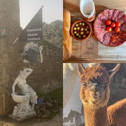 Experience Alpacas in Andalucia gîte à louer Calvados