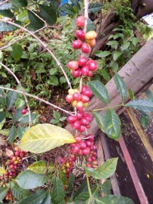 Zion Train Lodge Shashemene