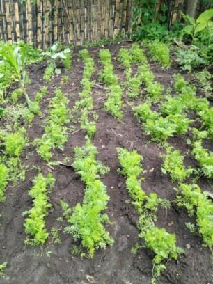 Zion Train Lodge Shashemene