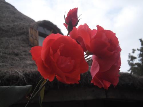 Zion Train Lodge Shashemene in Shashamane