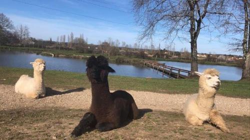 Chalet 35m2 Domaine du vieux chêne (Chalet 35m2 Domaine du vieux chene) in แบร์ฌรัค