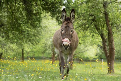 Ferienwohnung Vogelschar Urlaub auf dem Lebenshof