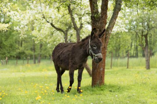 Ferienwohnung Vogelschar Urlaub auf dem Lebenshof