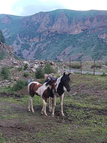 mariami, Kazbegi (foto 7)