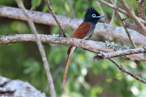 Birds Babble Self Catering