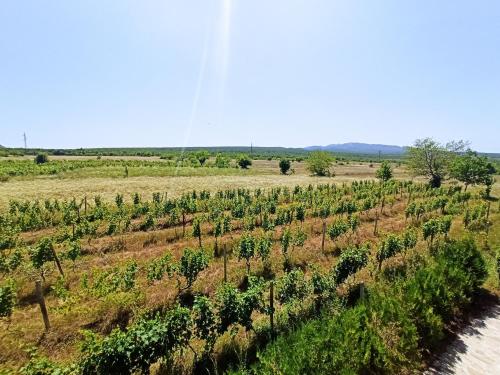 Chateau Tetri Bairagebi White Flags