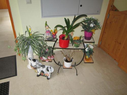Waldpension Stachl
