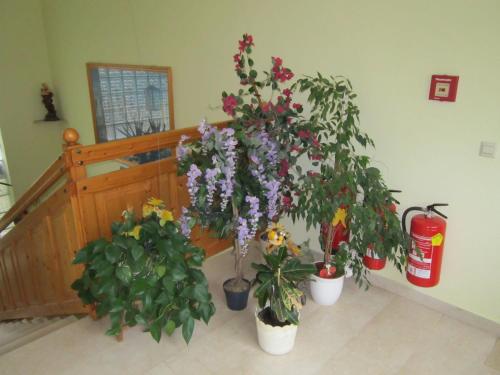 Waldpension Stachl