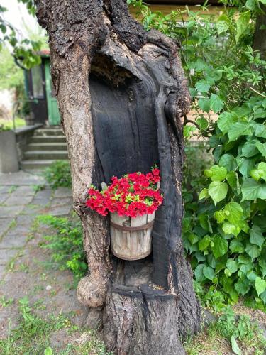 Old Summer House with renovated bathroom, Praha (fotografie 9)