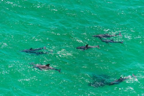 Calypso 1-609 East by RealJoy Vacations - image 11