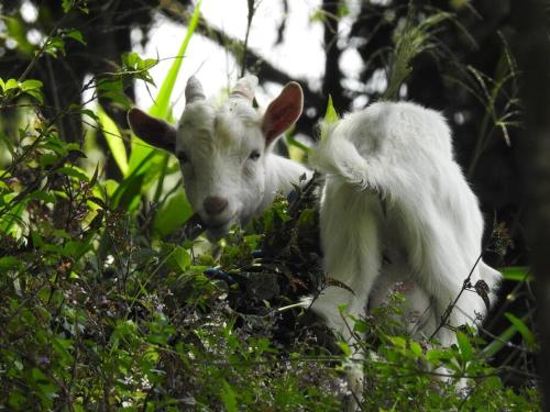 Cucú Ardilla Vivienda campestre en Pance ideal para familias o grupos