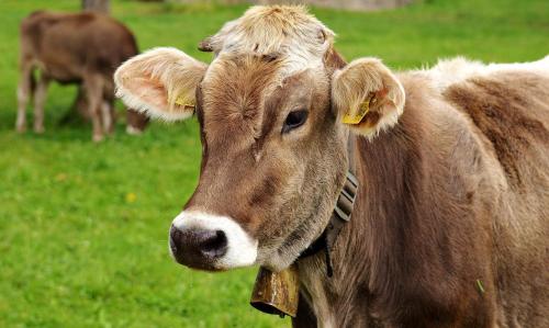 Grünes Allgäu in Opfenbach, Deutschland