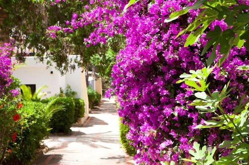 Apartamentos Club Cala Azul - main image