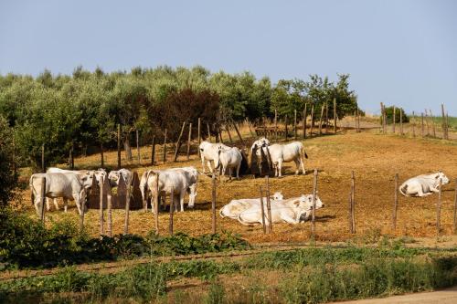 Capracotta - Sole