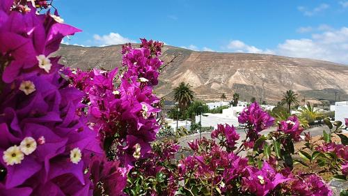 Casa Mariposa - image 9