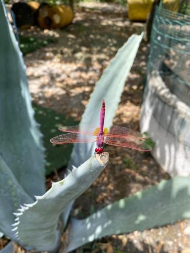 B&B Il Giardino Delle Meraviglie