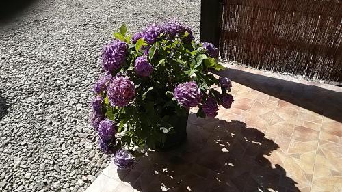 Pensiunea Maya - image 10