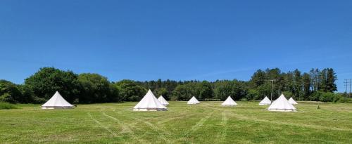 Dorset Glamping Fields