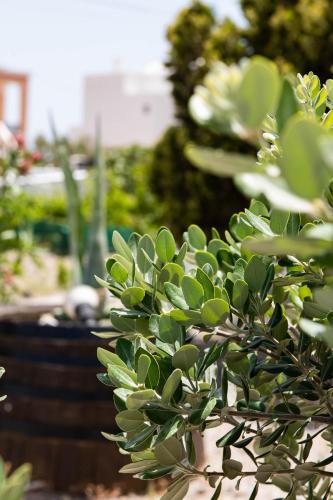 Mandilaria Studios - image 2