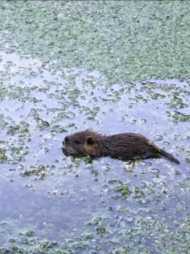 A környék, Chambre Is in Is-Sur-Tille