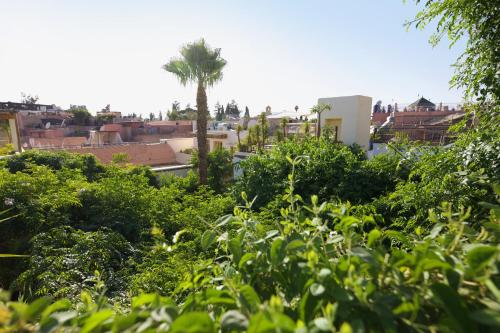 Riad Lyla - image 4