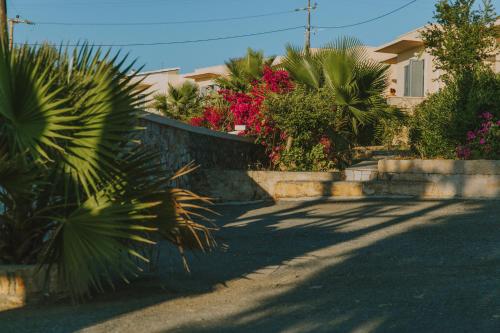 Creta Vitalis - image 2