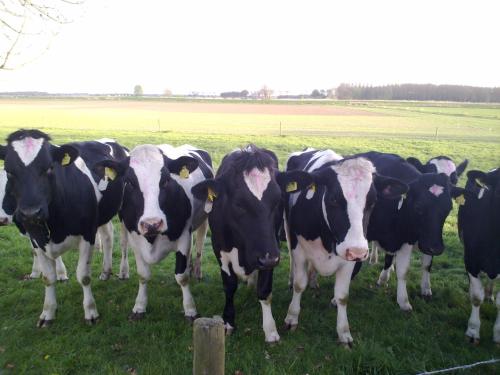 B&B Boerderij Wijtvliet