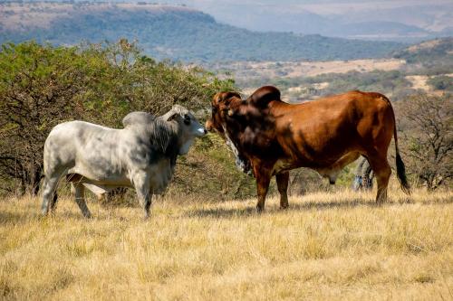 Rorkes Drift Lodge Rorkes Drift Lodge