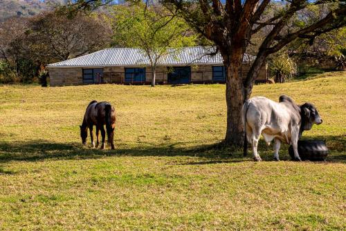 Rorkes Drift Lodge Rorkes Drift Lodge
