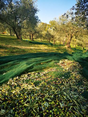 Agriturismo Monte Oliveto - image 2